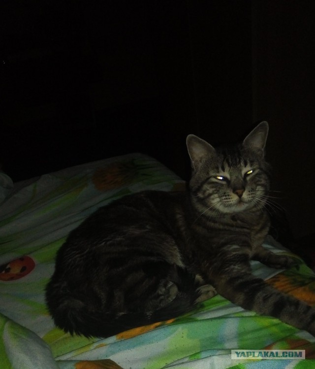 Котовторник 24.04.2018