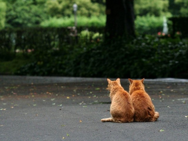 Подборка настоящих котов