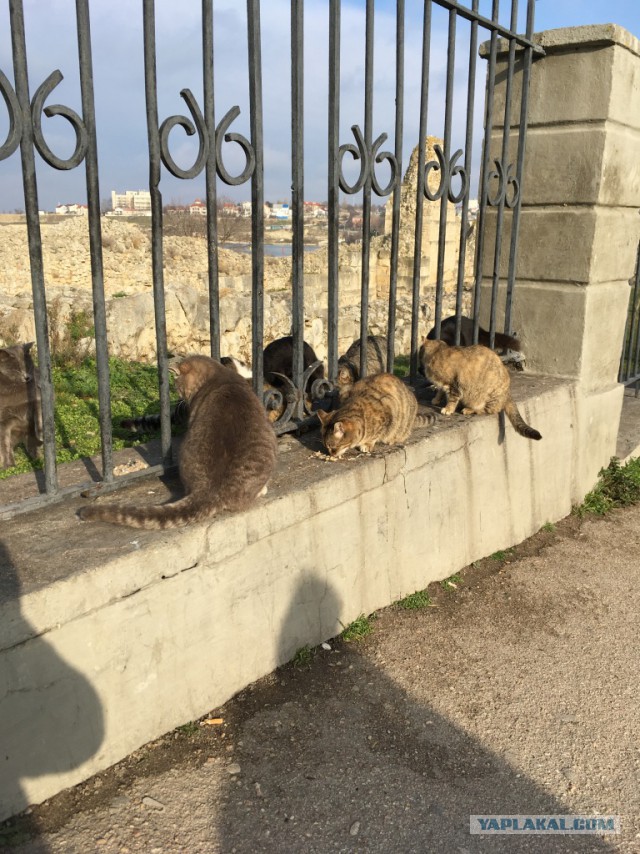 Крымские каникулы. Севастополь.