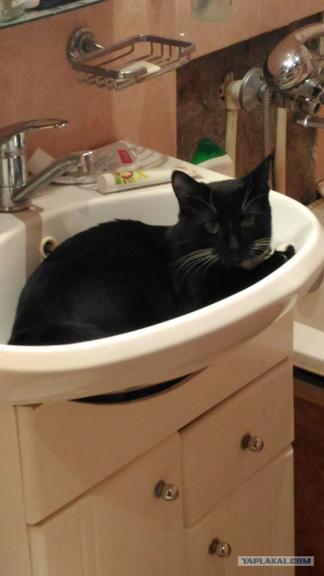 Неадекватные коты