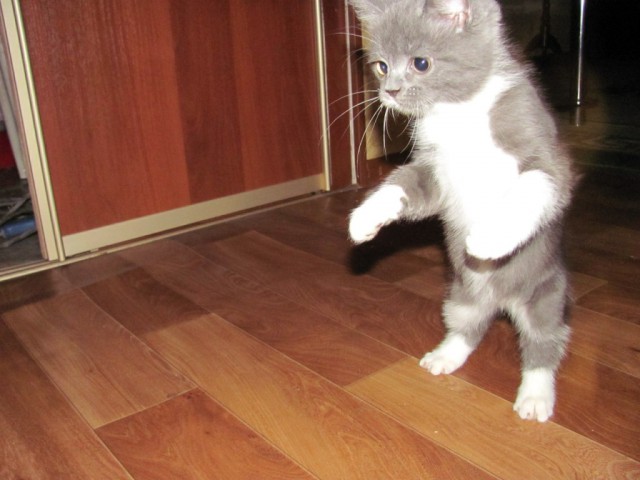 Прикольных котов пост