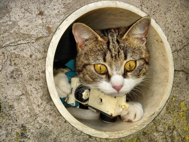 Котовторник на 26.02.08, КПМ клуб!