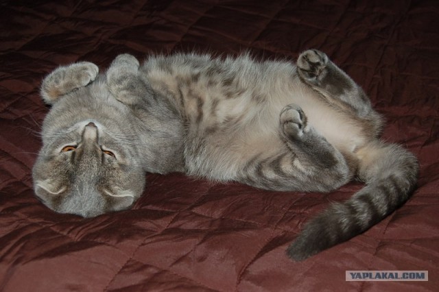 Котовторник на ЯПлакалъ