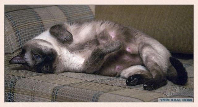 Коты на вторник на ЯПлакалъ (07.10.2008)