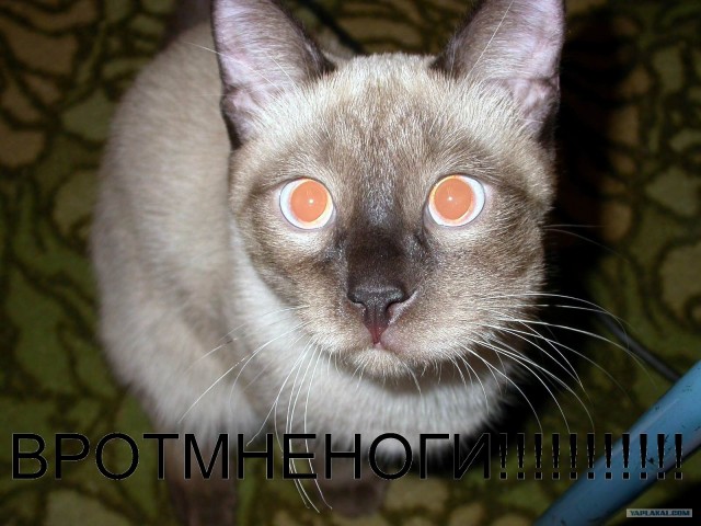 Котовторник в ЯПонии (58 фот)