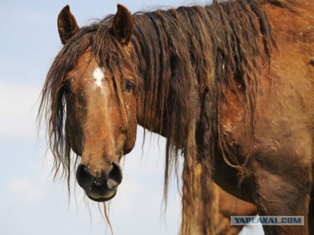 Что может быть прекраснее ахалтекинского коня?