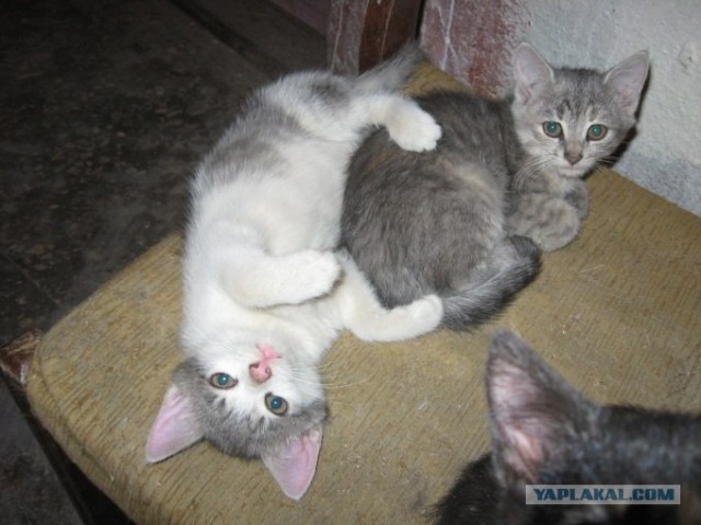 Котовторник на 1-е июня