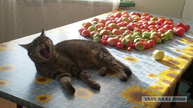 Как звать нахалёнка?