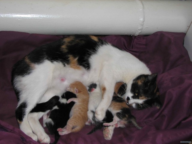 Кото-комикс