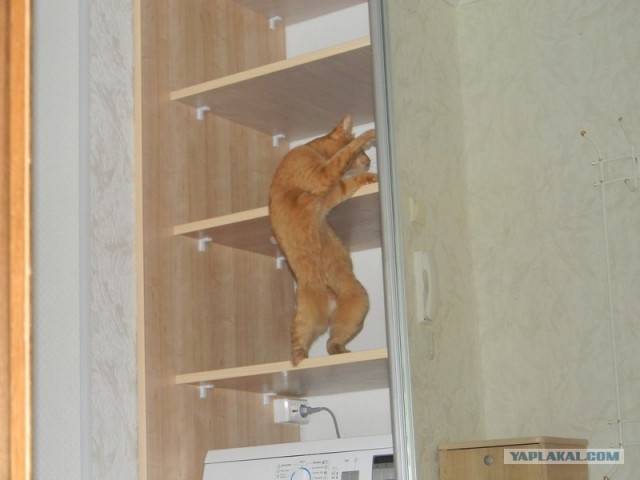 Котовторник (10.01.2012)