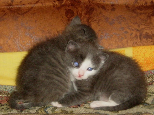 Котовторник 10.04.2012