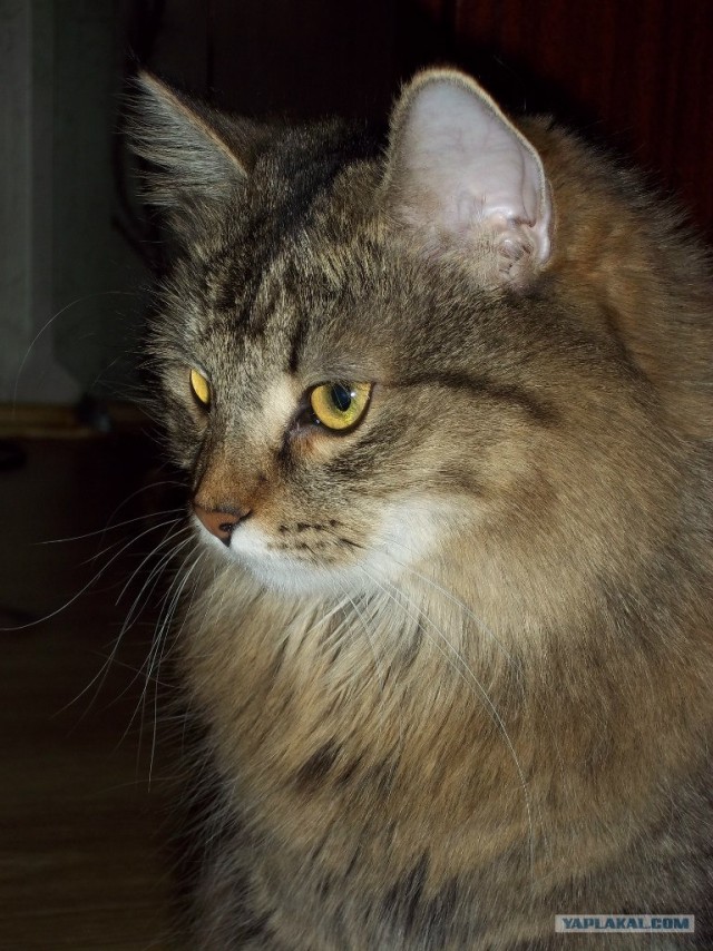 Котовторник 22.05.2012