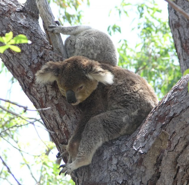 Коала Джимми
