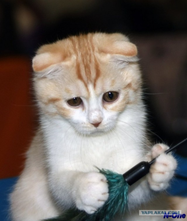 Котовторник 10. 07. 2012