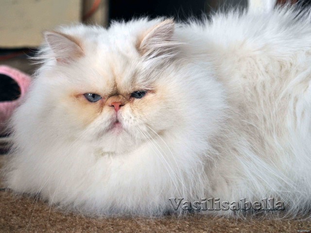 Котовторник  16.10.12