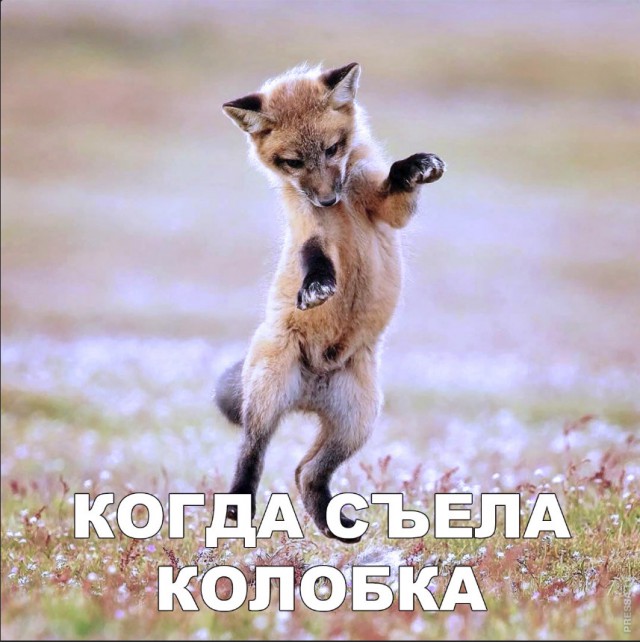 Милые животные. Мимиметр сломался