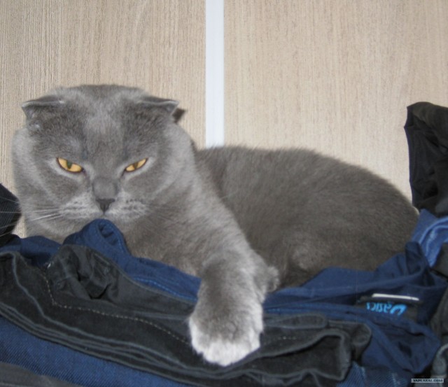 Котовторник 12.02.13