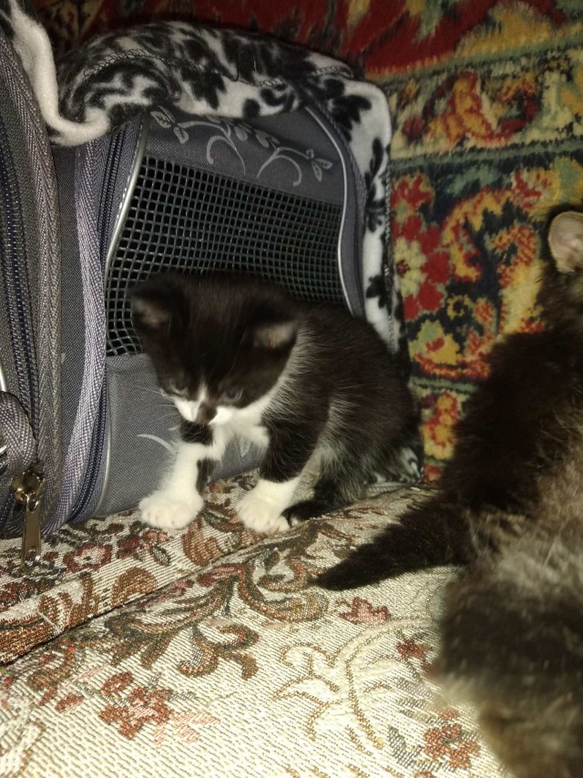 Забавные фото котеек