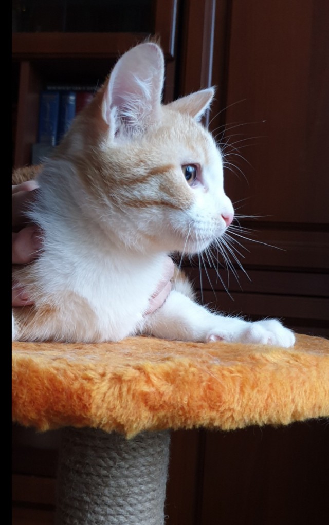 Забавные фото котеек