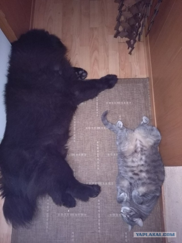 Как спят наши животины....