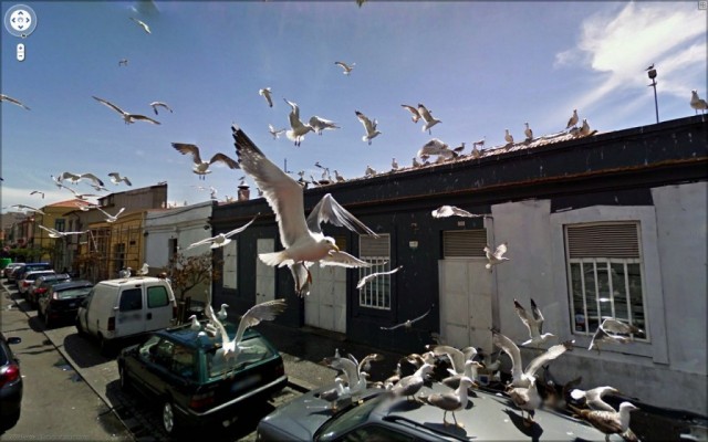 Google Street View показал топ-10 животных, случайно попавших в кадр