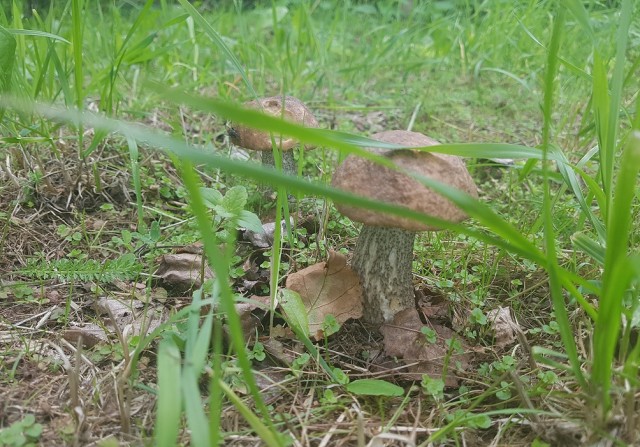 Летние каникулы в деревне. Или как я выводил индюшат