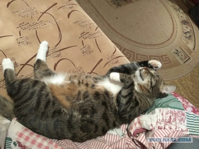 Начнем котоФторник?