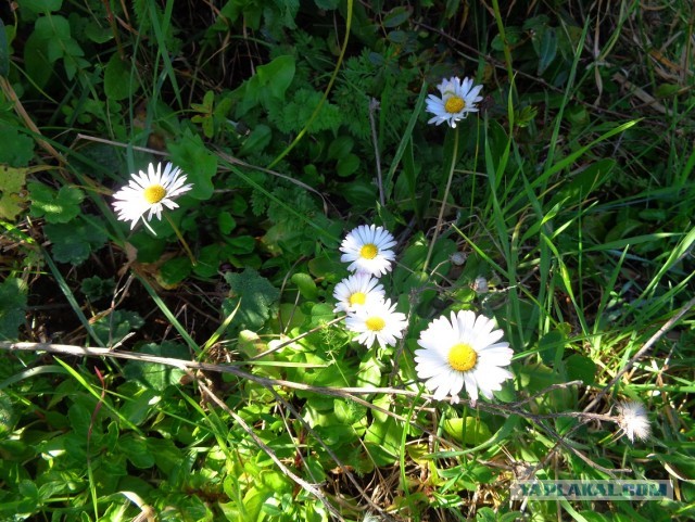 Лапша лугового флота свободного выгула