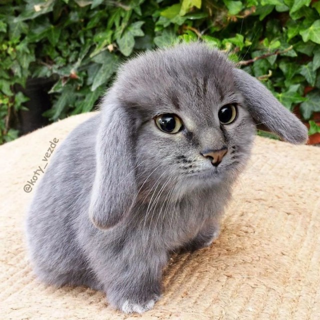 Коты везде