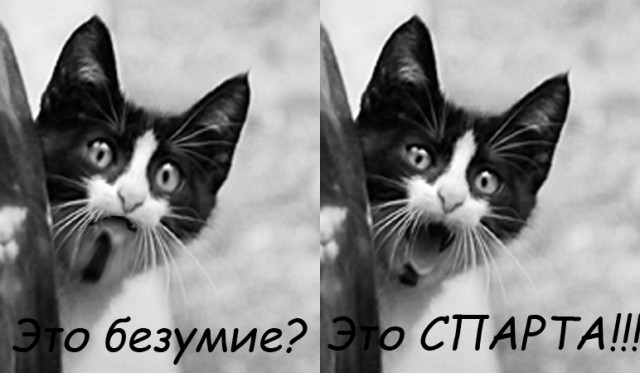 Фотожаба: Кот