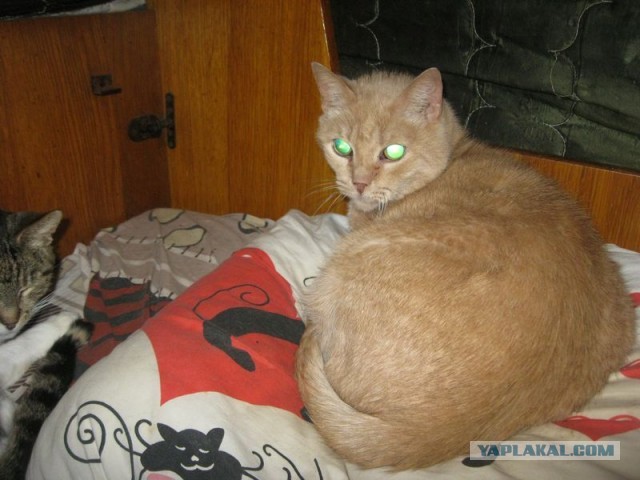 Жизнь домашнего приюта для котеек 346
