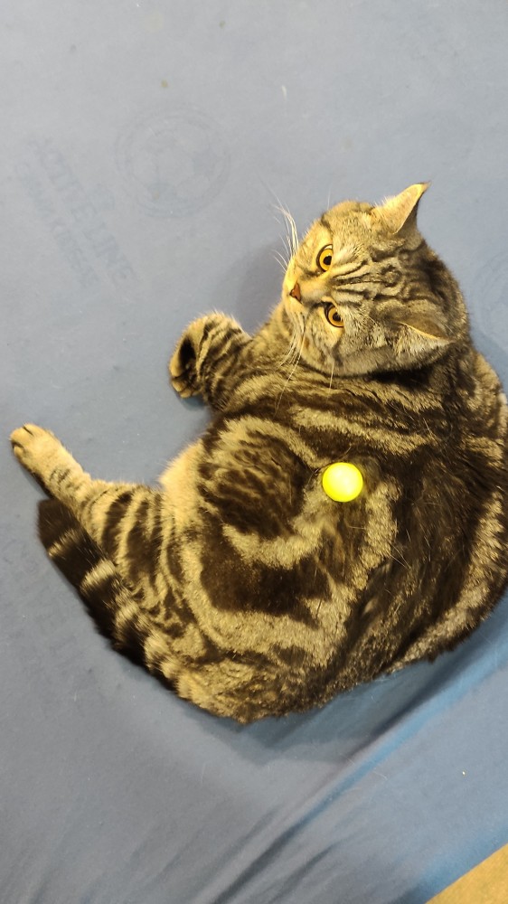 Хоба! Котовторник!