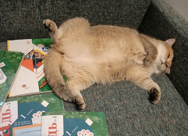 Солнце котовторника уже встало, Господа!