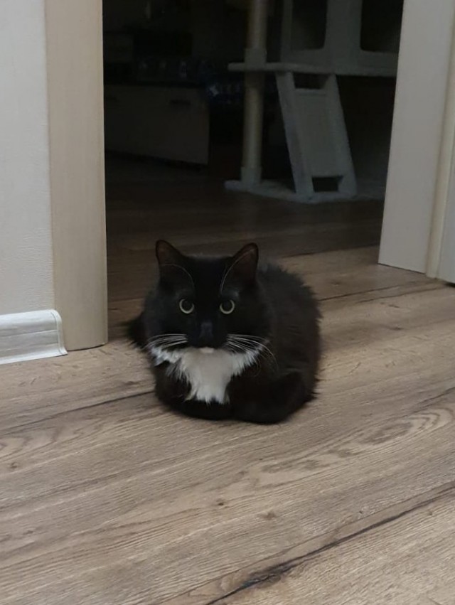 Котовторник 21.12.21