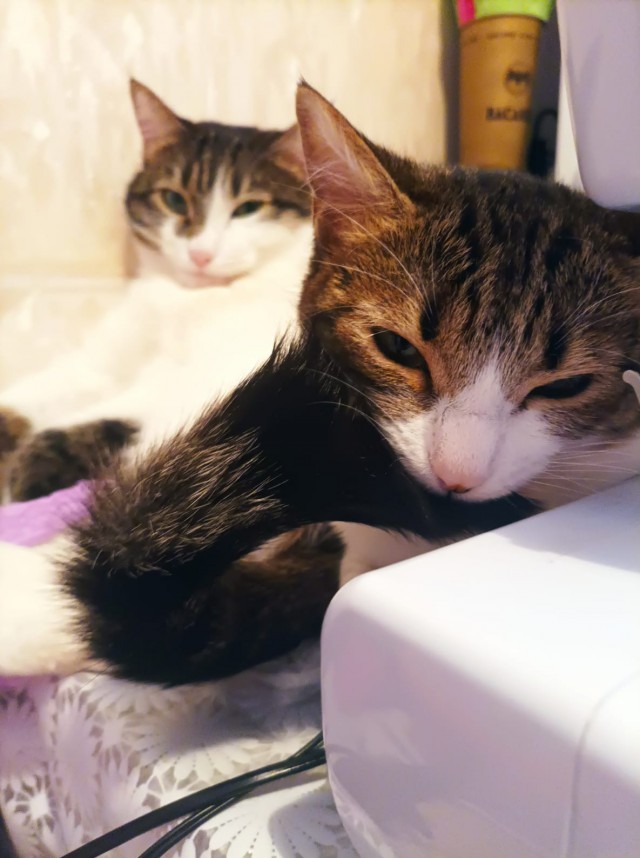 Котовторник 25.01.22