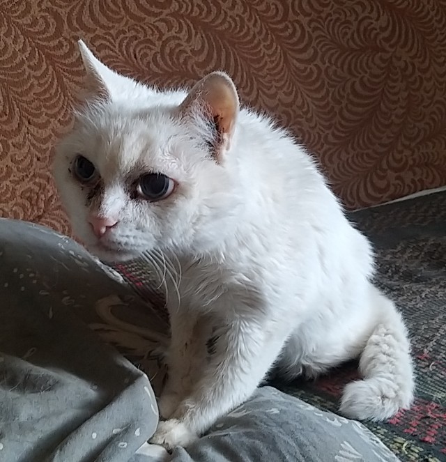 Долой политику, ура котикам!