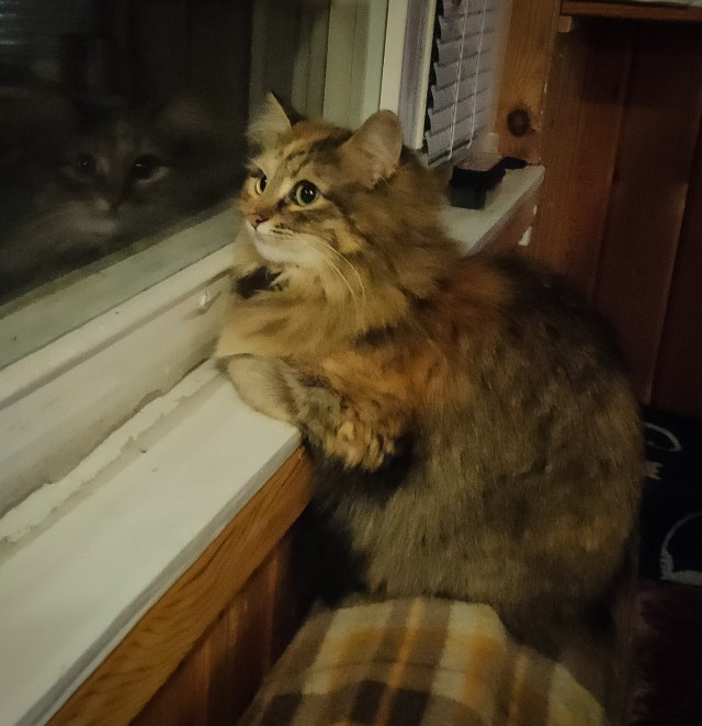 А что это мы котовторник не начинаем? Время пришло!