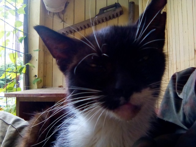 Котовторник