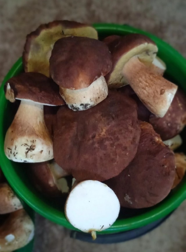 Вот такие грибы у нас нынче в Тюмени
