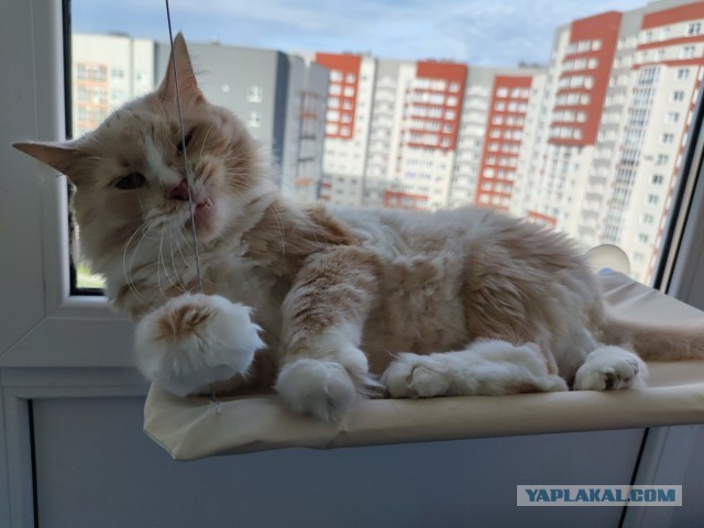 Котовторник 18.10.22