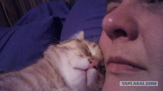 А как вы спите с котиком?
