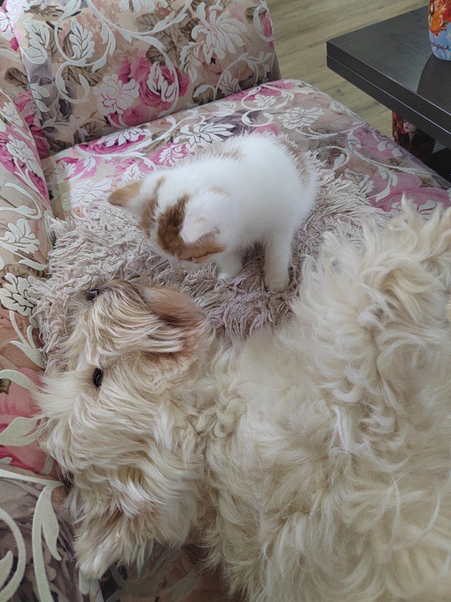 Котовторник. Котенок Кисель