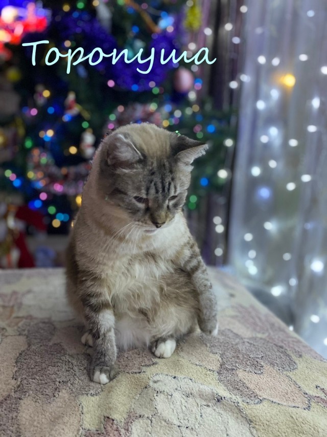 Жизнь домашнего приюта "Котоленд" 370