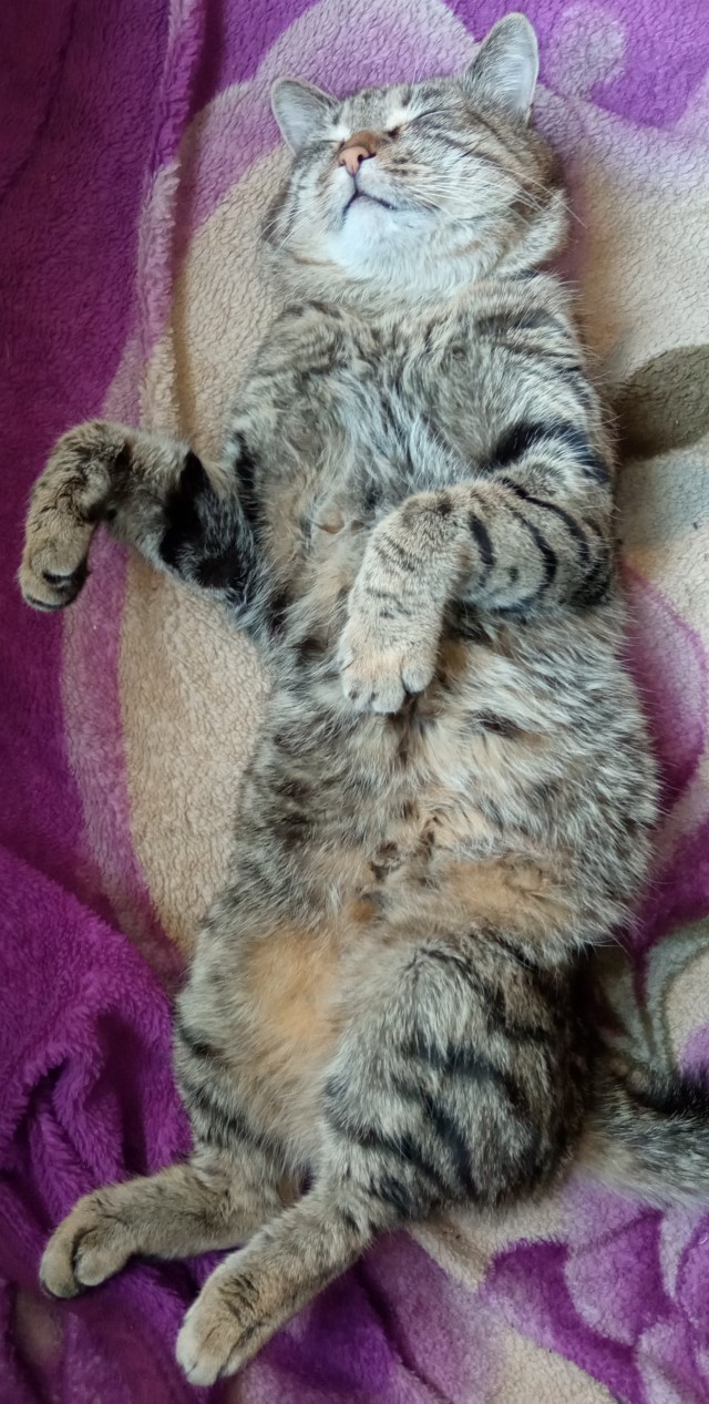 Начинаем котовторник.