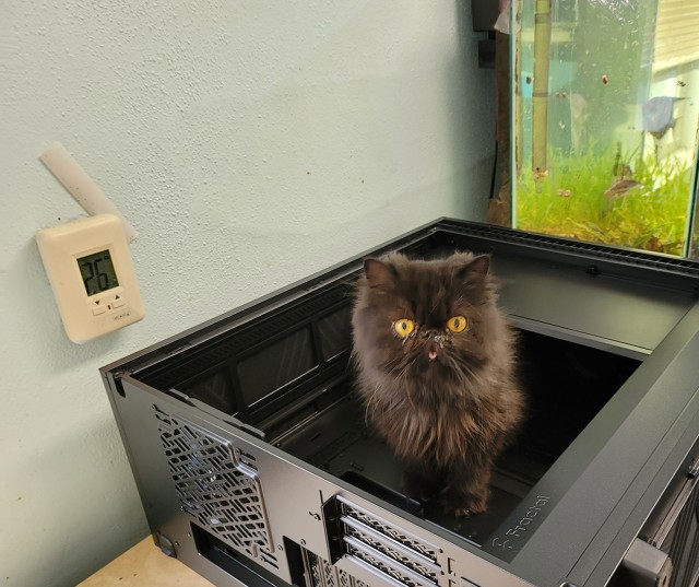 Коты-работяги