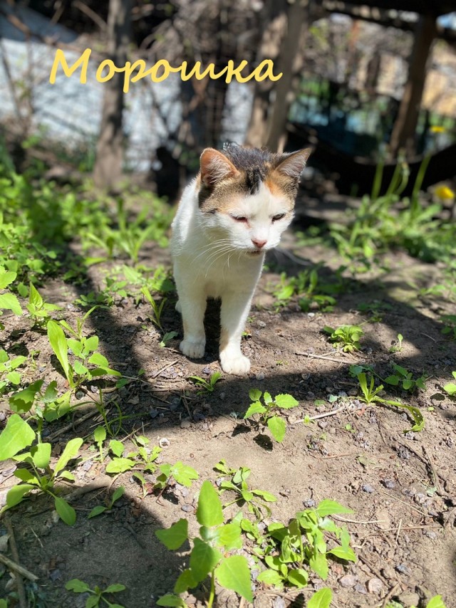Жизнь домашнего приюта "Котоленд" 388