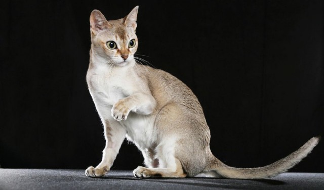 Эти кошки упрямее барана: ТОП-7 пород со скверным характером