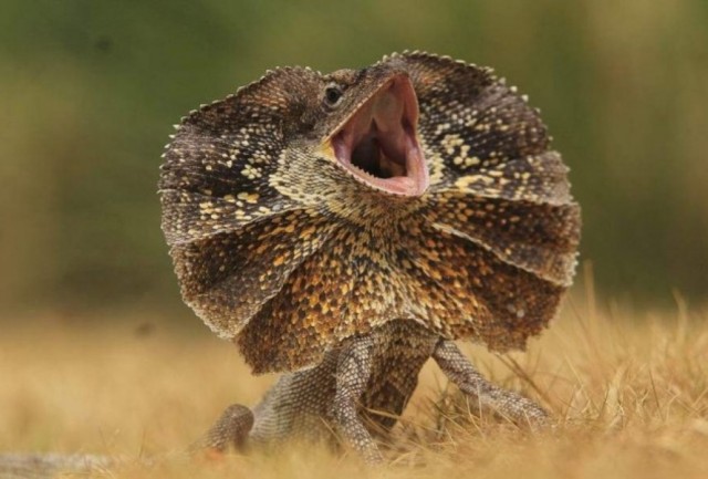 Платье