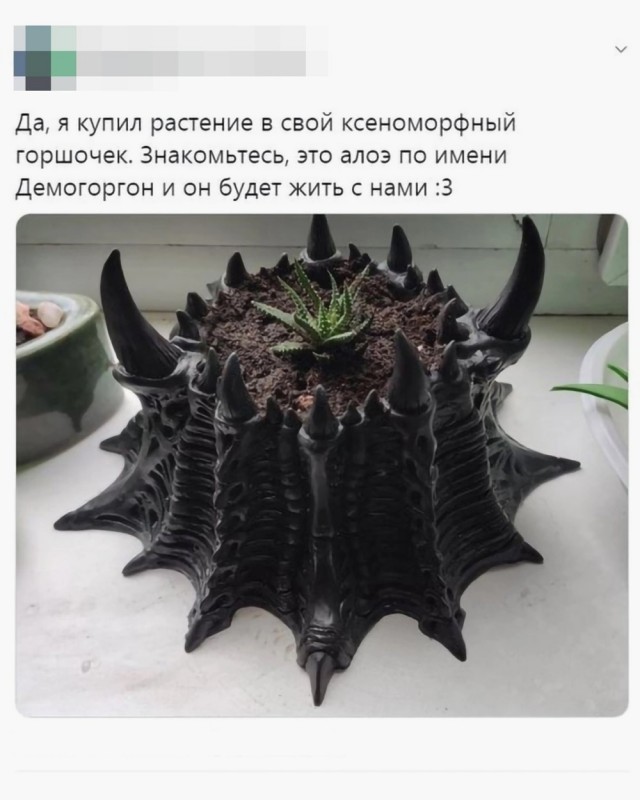 Хозяйство у жениха маленькое, жену не найдет!