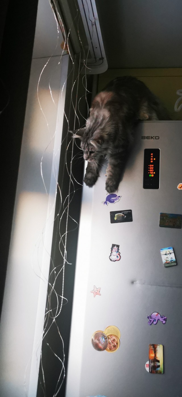 Кот, который смотрит на собак, как на свою добычу